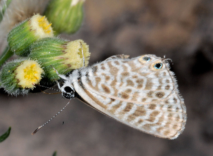 Farfalle, anche in volo!